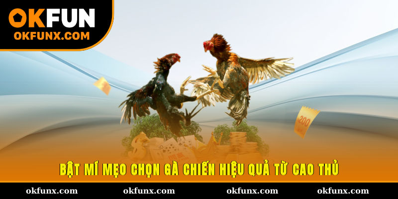 Bật mí mẹo chọn gà chiến hiệu quả từ cao thủ