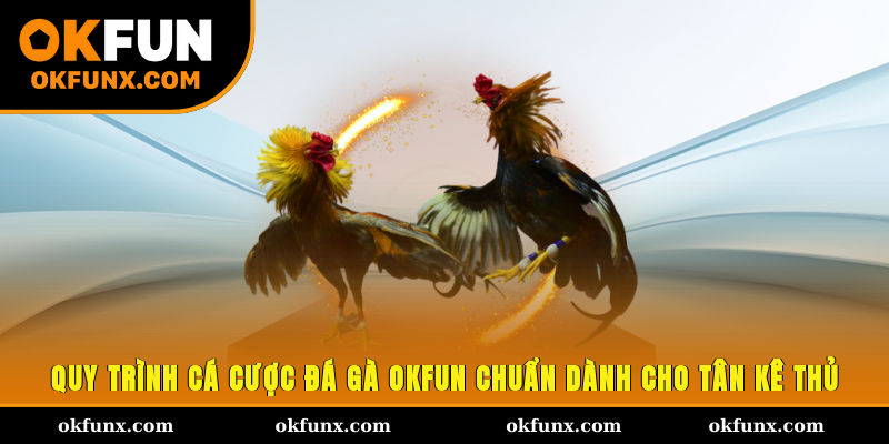 Quy trình cá cược đá gà OKFUN chuẩn dành cho tân kê thủ